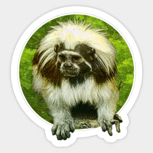 Cotton-top tamarin Sticker